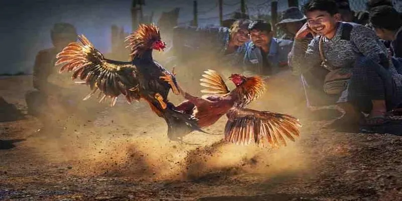 Quy trình cược dễ dàng